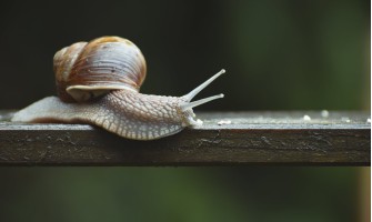 Quali sono le proprietà e applicazioni della bava di lumaca Quali sono le proprietà e applicazioni della bava di lumaca