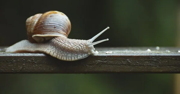 Mucina Di Lumaca: Lingrediente Che La Tua Pelle Implora!