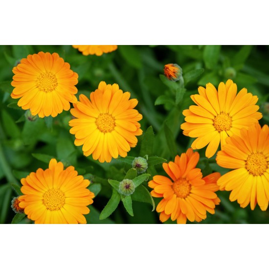 Calendula tisana formato da 1 kg Calendula tisana formato da 1 kg