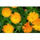 Calendula tisana formato da 1 kg Calendula tisana formato da 1 kg