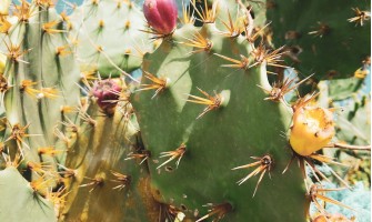 Fiori di fico tisana benefici