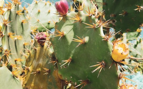 Fiori di fico tisana benefici