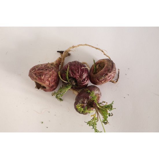 Maca rossa in polvere da 1kg Maca rossa in polvere da 1kg