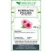 Echinacea palida radice tisana