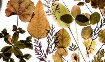 Estratti botanici contro l'invecchiamento della pelle