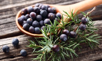 Le Bacche di Ginepro: Un Ingrediente Segreto per Esaltare i tuoi Piatti Le Bacche di Ginepro: Un Ingrediente Segreto per Esaltare i tuoi Piatti