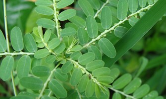 Erba spaccapietra rimedio naturale contro i calcoli renali Erba spaccapietra rimedio naturale contro i calcoli renali