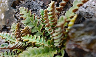 Spaccapietra pianta e le sue proprietà ( Ceterach officinarum ) Spaccapietra pianta e le sue proprietà ( Ceterach officinarum )