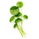 Gotu kola herbal tea Gotu kola herbal tea
