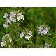 Eufrasia Pianta tisana Eufrasia Pianta tisana