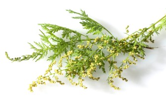 Artemisia e i suoi benefici Artemisia e i suoi benefici