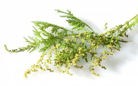 Artemisia e i suoi benefici