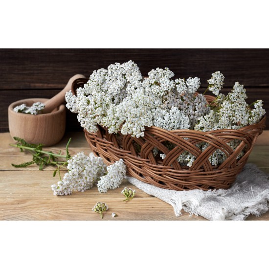 Achillea fiori tisana Achillea fiori tisana