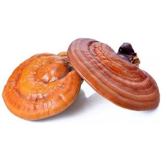 Reishi in polvere 