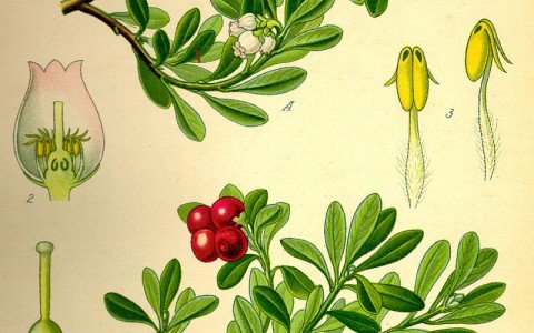 Benefici delle foglie di uva ursina