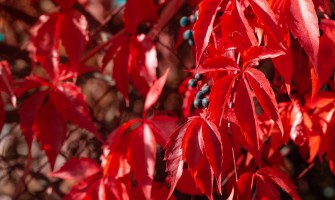 Vite rossa tisana benefici e proprietà naturali