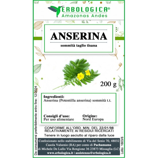 Anserina sommità taglio tisana Anserina sommità taglio tisana