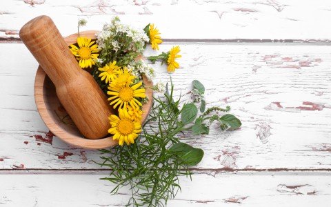 Arnica: all its benefits and uses