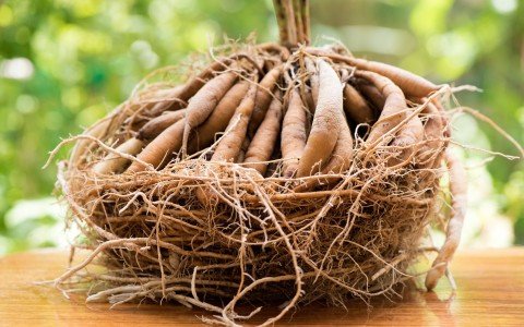 Uses and benefits of asparagus root