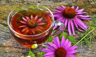 Echinacea: i benefici e gli usi di questa potente erba Echinacea: i benefici e gli usi di questa potente erba