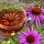Echinacea: i benefici e gli usi di questa potente erba