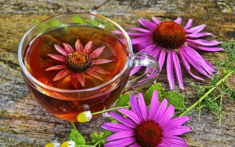 Echinacea: i benefici e gli usi di questa potente erba