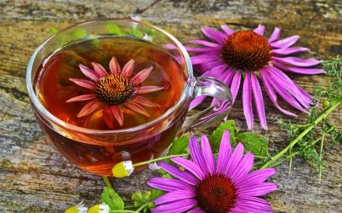 Echinacea: i benefici e gli usi di questa potente erba Echinacea: i benefici e gli usi di questa potente erba