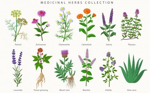 Herbal remedies for the respiratory system: The power of medicinal herbs