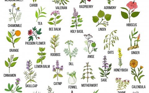 Medicinal herbs that purify the body