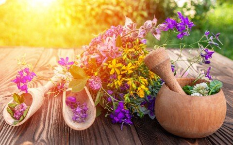 Medicinal herbs that help you lose weight