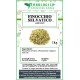 Finocchio semi selvatici infuso Finocchio semi selvatici infuso