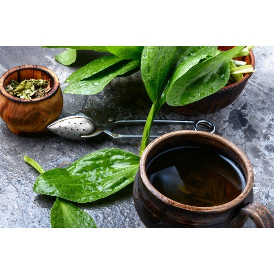 Lanceolate plantain leaves cut herbal tea