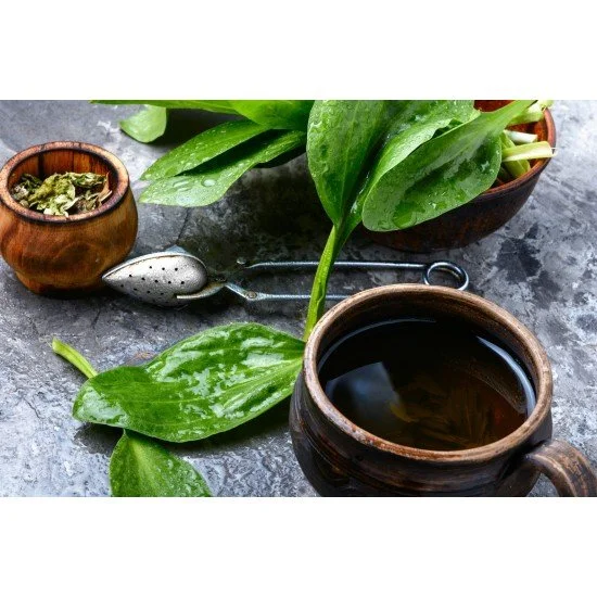Piantaggine lanceolata foglie taglio tisana Piantaggine lanceolata foglie taglio tisana