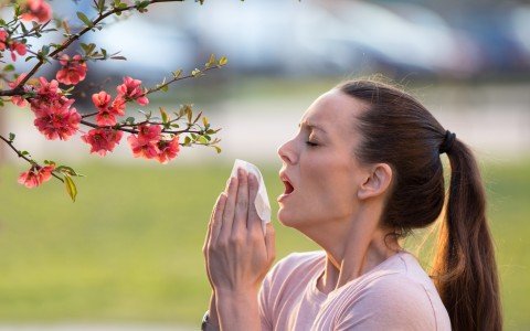 Il Sambuco: il segreto contro la rinite allergica in primavera