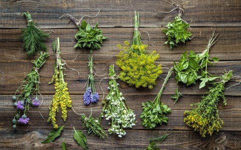 10 herbal teas that help eliminate toxins and improve health