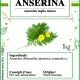 Anserina sommità taglio tisana