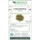 Chelidonia sommità tisana Chelidonia sommità tisana