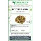 Scutellaria root herbal tea cut