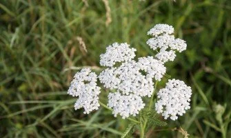 Achillea pianta usi e benefici
