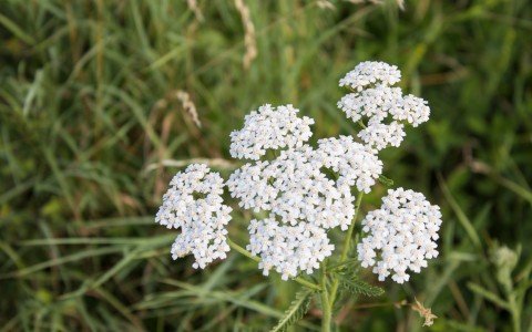 Achillea pianta usi e benefici