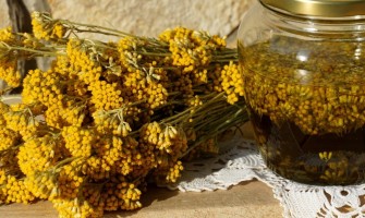 Elicriso come usarlo e benefici per l'organismo Elicriso come usarlo e benefici per l'organismo
