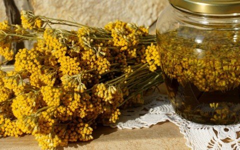Helichrysum how to use it and benefits for the body