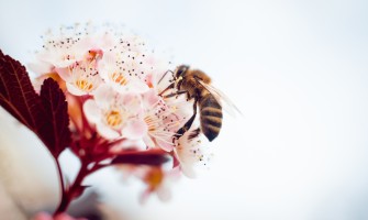 Polline dei fiori a cosa servono e i suoi benefici