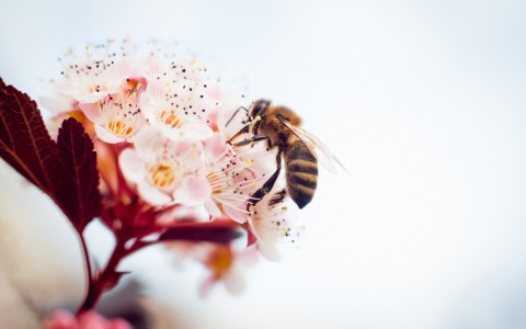 Flower pollen: what it is for and its benefits