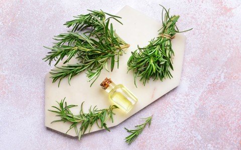Rosemary in herbal medicine uses and benefits