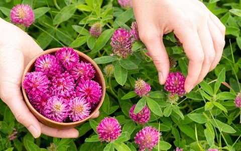 Red clover uses and health benefits