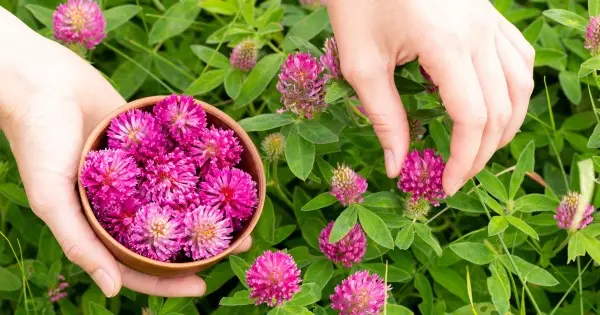 Trifoglio Rosso Caratteristiche E Usi - Foto 11