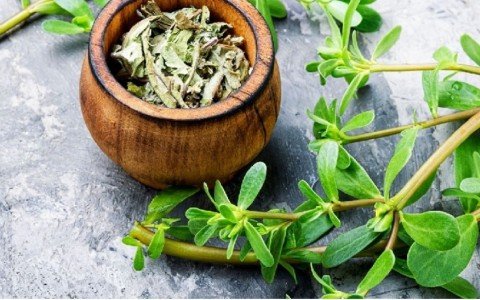 medicinal herbs the ultimate guide what you need to know