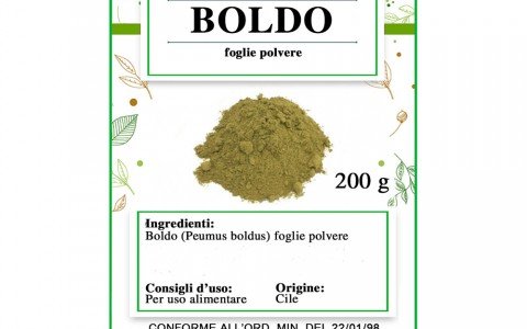Boldo plant and its benefits for the body