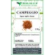 Campeachy wood cut herbal tea